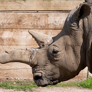 White Rhinoceros