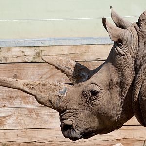 White Rhinoceros