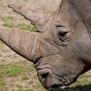 White Rhinoceros