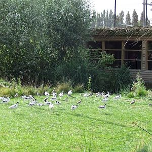 Migratory Birds aviary photos, Dutch Polder