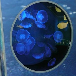 Moon Jellyfish