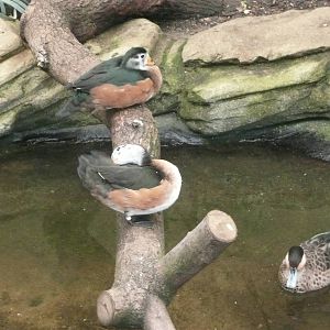African Pygmy Geese