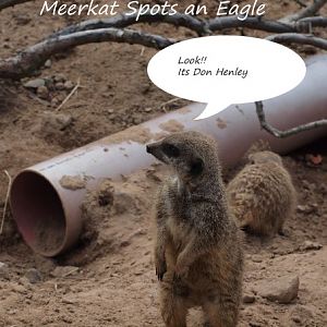 meerkat spots an eagle!!!