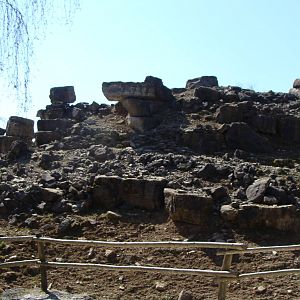 Backside of alpine ibex exhibit