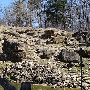 right part of the moufflon exhibit