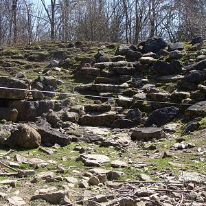 left part of the moufflon exhibit