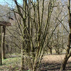 Inside the black stork aviary