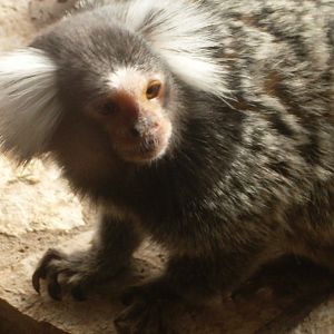 Common marmoset in Tropical House