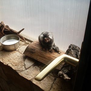 Common marmoset in Tropical House