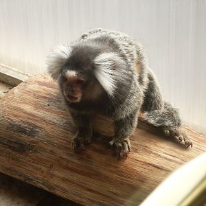 Common marmoset in Tropical House
