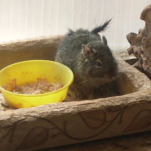 Degu