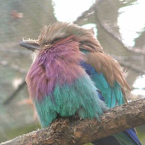 Lilac-breasted Roller at Linton 05/04/10