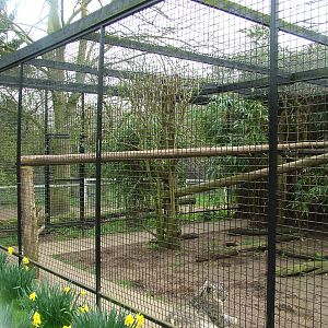 Snow Leopard exhibit at Linton 05/04/10
