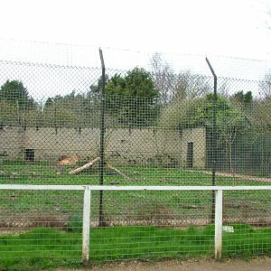 Smaller African Lion exhibit at Linton 05/04/10