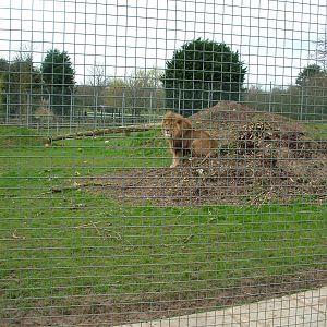 Larger African Lion exhibit at Linton 05/04/10