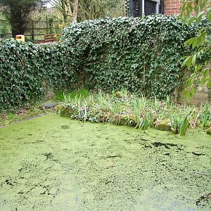 Common Snapping Turtle exhibit at Linton 05/04/10