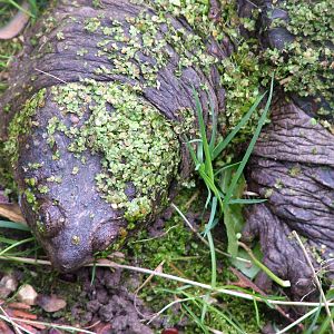 Common Snapping Turtle at Linton 05/04/10