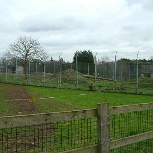 Larger African Lion exhibit at Linton 05/04/10