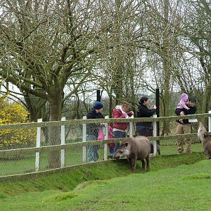 Meeting the Brazilian Tapirs at Linton 05/04/10