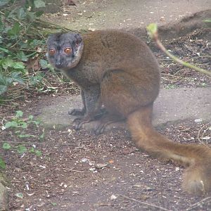 White-collared Lemur at Linton 05/04/10
