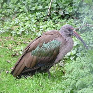Hadada Ibis at Linton 05/04/10