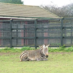 Hartmann's Mountain Zebra at Linton 05/04/10