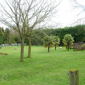 Aldabran Giant Tortoise exhibit at Linton 05/04/10