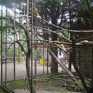 Blue-throated Macaw exhibit at Linton 05/04/10