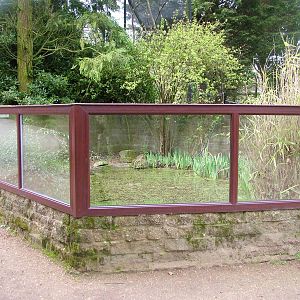 European Pond Turtle exhibit at Linton 05/04/10