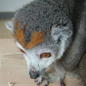 Crowned Lemur at Linton 05/04/10
