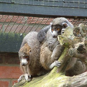 Mongoose Lemurs at Linton 05/04/10