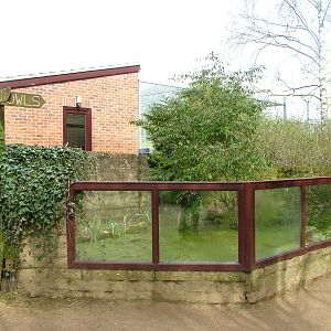 Common Snapping Turtle exhibit at Linton 05/04/10
