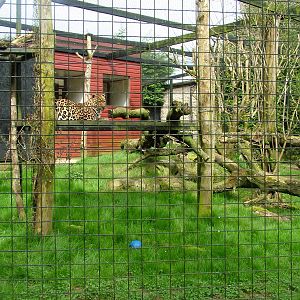 Leopard exhibit at Linton 05/04/10
