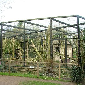 Clouded Leopard exhibit at Linton 05/04/10