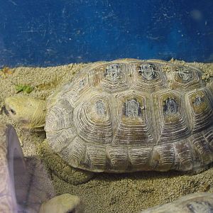 Elongated Tortoise at Linton 05/04/10