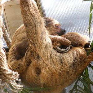 Linne's two-toed sloth with baby at Amazon World, 5 April 2010