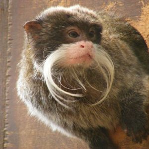 Emperor tamarin at Amazon World, 5 April 2010