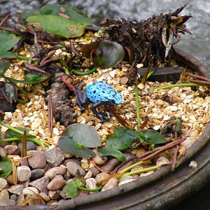 Plastic frog at Amazon World, 5 April 2010