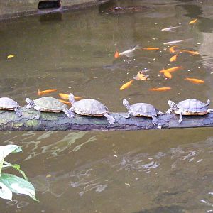 Terrapins at Amazon World, 5 April 2010
