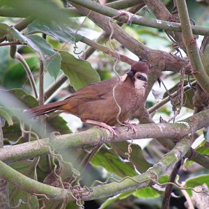 White-browed laughing thrush at Amazon World, 5 April 2010