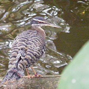 Sunbittern at Amazon World, 5 April 2010