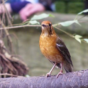 Orange-headed ground thrush at Amazon World, 5 April 2010