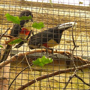 Black necked aracaries at Amazon World, 5 April 2010