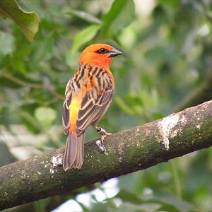 Fody at Amazon World, 5 April 2010