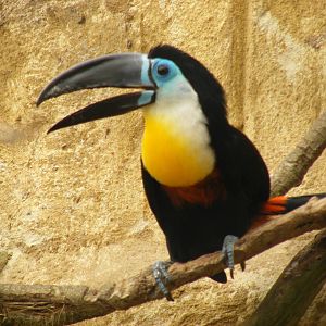 Channel billed toucan at Amazon World, 5 April 2010