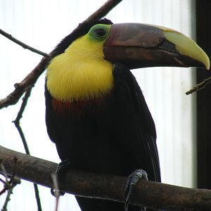 Swainson's toucan at Amazon World, 5 April 2010