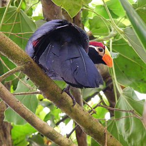 Violet turaco at Amazon World, 5 April 2010