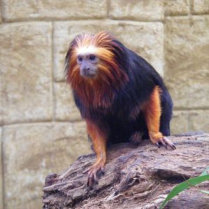 Golden headed lion tamarin at Amazon World, 5 April 2010