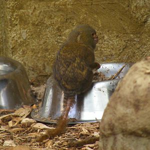 Pygmy marmoset at Amazon World, 5 April 2010