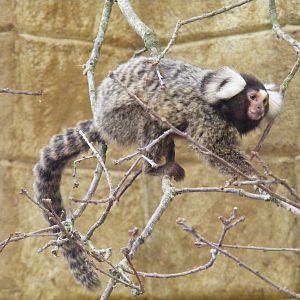 Common marmoset at Amazon World, 5 April 2010